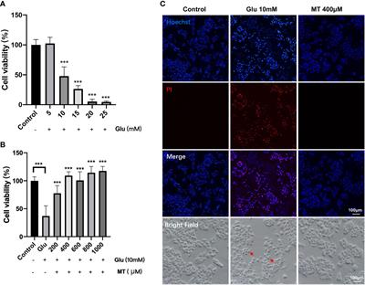 The neuroprotective effect of melatonin in glutamate excitotoxicity of R28 cells and mouse retinal ganglion cells